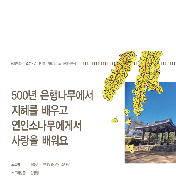 500년 은행나무에서 지혜를 배우고 연인소나무에게서 사랑을 배워요